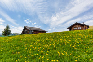Alpe di Siusi - Seiser Alm, blooming meadows in spring and characteristic mountain barns, Dolomites, Kastelruth, South Tyrol, Italy Alpe di Siusi - Seiser Alm, blooming meadows in spring and characteristic mountain barns, Dolomites, Kastelruth, South Tyrol, Italy